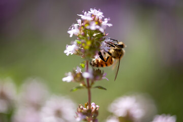 fleißige Biene auf Thymian Blüten, sammeln von Nektar und Blütenpollen, Makroaufnahme.