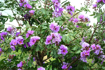 Fototapeta premium purple flower