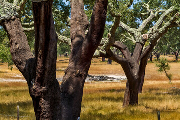Obraz premium cork oak stripped of their bark in Alentejo