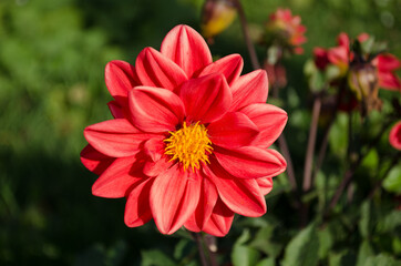 Red flower closeup