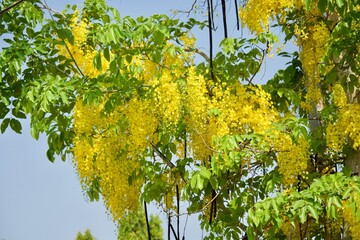 Cassia fistula yellower flower