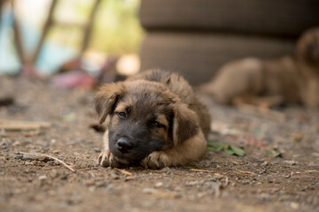Portrait of rPuppy. Dog sleeping on the ground and wait for the owner. 