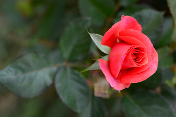 red rose flower