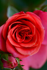 red rose flower