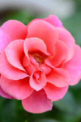 pink rose flower