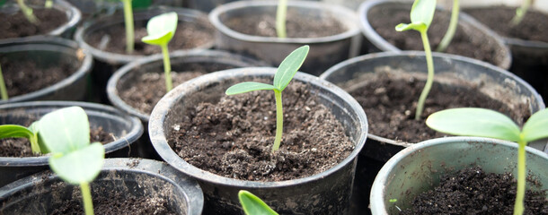 Sprouted young cucumber, selective focus. Growing seedlings in pots at home on windowsill. Plants seeding in botany greenhouse, horticulture and cultivation, home gardening. Banner