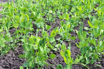 Green shoots of young peas grow in a row on the ground in the garden. Agriculture. Gardening.