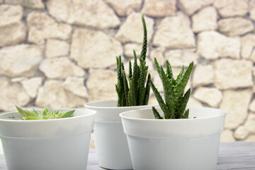 Picture of succulent and cactus that planted on a white pot on a wood table for indoor decoration