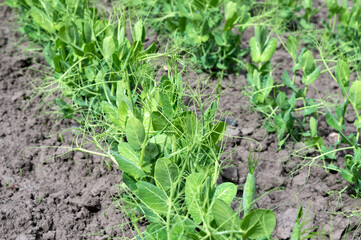 Green shoots of young peas grow in a row on the ground in the garden. Agriculture. Gardening.
