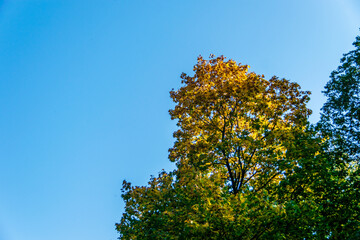Fototapeta premium Trees in the colors of autumn with blue sky in the background