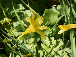 Hemerocallis 'Stella de Oro' / Hémérocalle naine ou Lis d'un jour jaune or au sommet d'un...