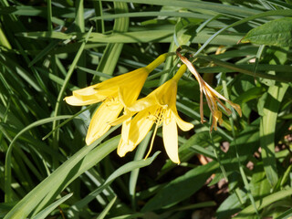 (Hemerocallis) Lis d'un jour ou hémérocalle 'Stella di Oro', variété naine à floraison éphémère lumineuse jaune or au sommet de fines tiges au feuillage vert vif