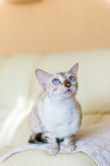 white Bengal cat sitting on the sofa in the house.