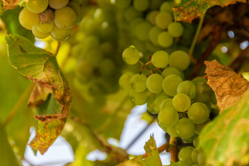 White  grapes bunch ready for harvest