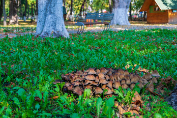 Tree mushrooms in the Roman park, Romania