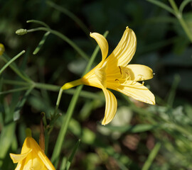 (Hemerocallis) Lis d'un jour ou h&eacute;m&eacute;rocalle 'Stella di Oro', vari&eacute;t&eacute; naine &agrave; floraison &eacute;ph&eacute;m&egrave;re lumineuse jaune or au sommet de fines tiges au feuillage vert vif