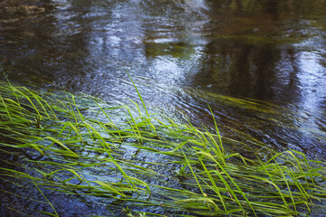 bright green grass tilted from the rapid flow of the river, photo taken in spring.
lmage with selective focus