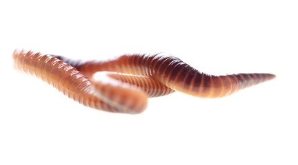 Earthworm on a white background.