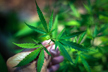 Fototapeta na wymiar Marijuana leaves, Medical cannabis on dark background. Closeup and selective focus.