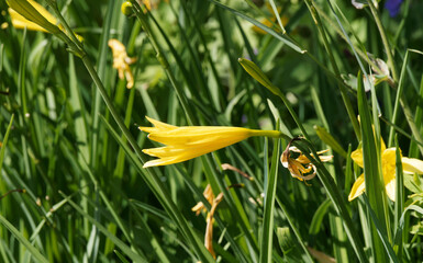 Hemerocallis 'Stella de Oro' / Hémérocalle naine ou Lis d'un jour jaune or au sommet d'un...