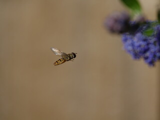 hoverfly in flight next to summer flowers