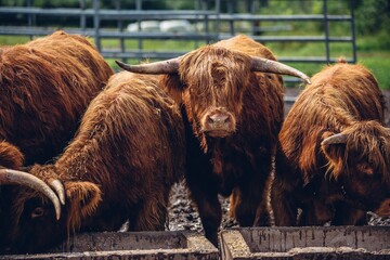 Closuep shot of brown bulls drinking water from the ditch
