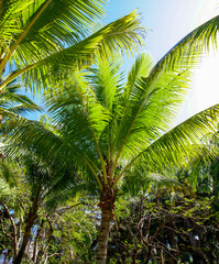 Obraz premium Large green branches on coconut trees against the sky