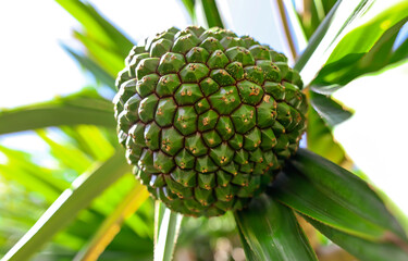 Jack fruit grows on a tree.