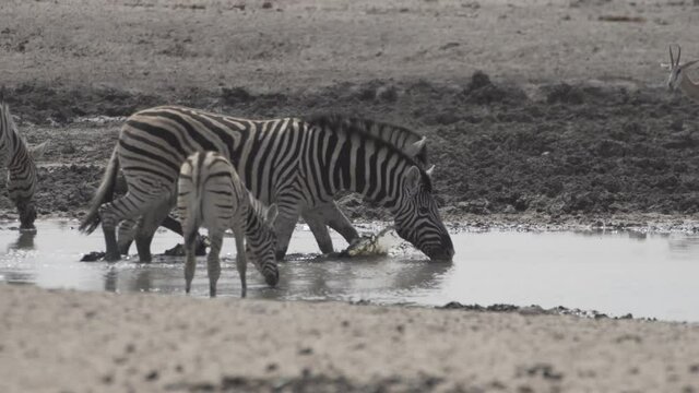 Viele Zebras bei Wasserloch in Namibia