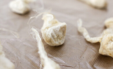 Silkworm cocoon in silk threads.