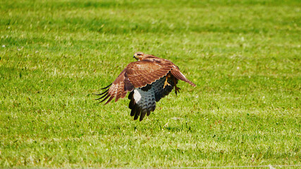 Münsingen, Deutschland: Ein Bussard im Flug