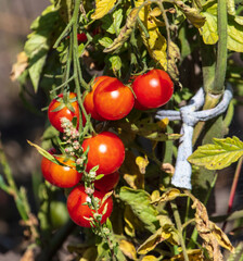 Ripe tomatoes on a plant in nature.