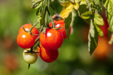 Obraz premium Ripe tomatoes on a plant in nature.