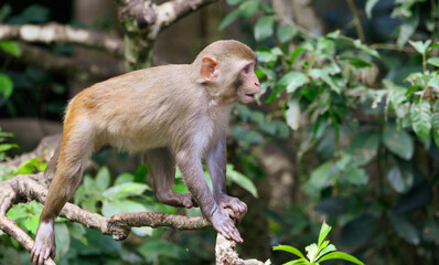 Little monkey on a tree in the park