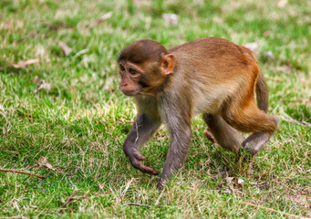 Monkey runs on the grass in the park