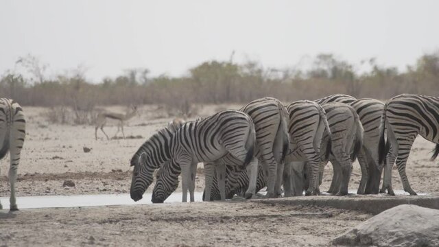 Viele Zebras bei Wasserloch in Namibia
