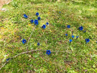 blauer Enzian