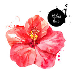 Hand drawn sketch watercolor tropical flower hibiskus. Vector painted isolated exotic nature illustration © pim