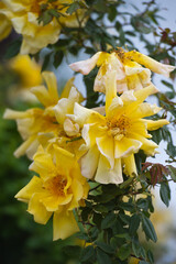 Fototapeta premium Beautiful bush of yellow roses in a spring garden. Rose garden. Fading roses in the garden, extension of flowering.