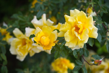 Beautiful bush of yellow roses in a spring garden. Rose garden. Fading roses in the garden, extension of flowering.