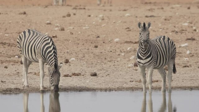 Zwei Zebras bei Wasserloch in Namibia