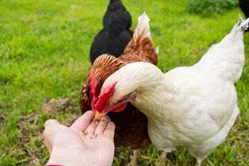 white chicken eat food hand grain organic farm egg ecological bio