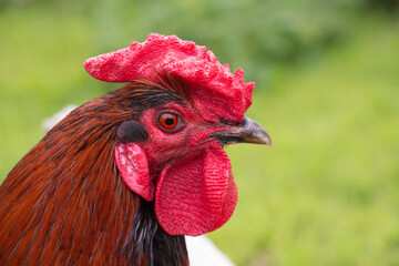 portrait rooster on organic farm egg organic bio