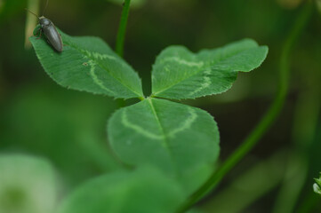 Leap before you look.