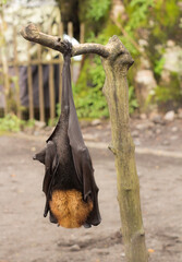 Fruit bat on Bali in Indonesia. Male bat