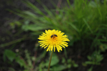 A small honey bee pollinates a yellow dandelion flower.