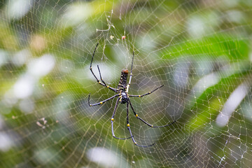 Spider web with green background Bali Indonesia Wildlife