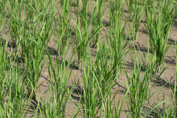 Rice plant Bali Indonesia Growing