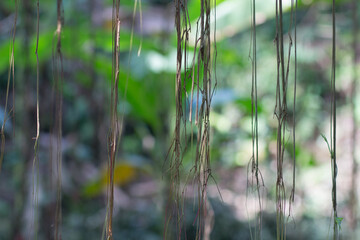 Jungle Rainforest Liana Bali Indonesia