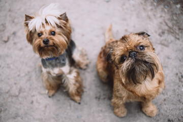 Fototapeta na wymiar Beautiful yorkshire terrier and brussels griffon on a forest path waiting for a toy